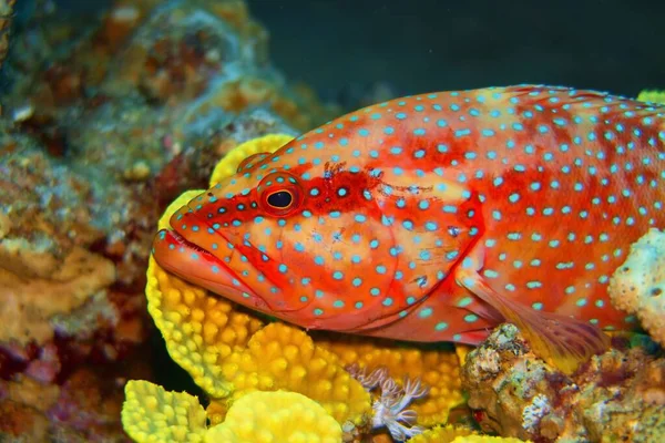 Peixes Traseiros Coral Que Descansam Sobre Coral Mole Cephalopholis Miniata — Fotografia de Stock