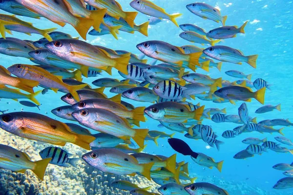 Beautiful Shoal Tropical Fish Full Diversity — Stock Photo, Image