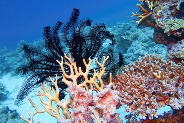 黒いソートーデッドフェザー星 Oligometra Serripinna と火のサンゴとサンゴ礁の美しい水中シーン — ストック写真