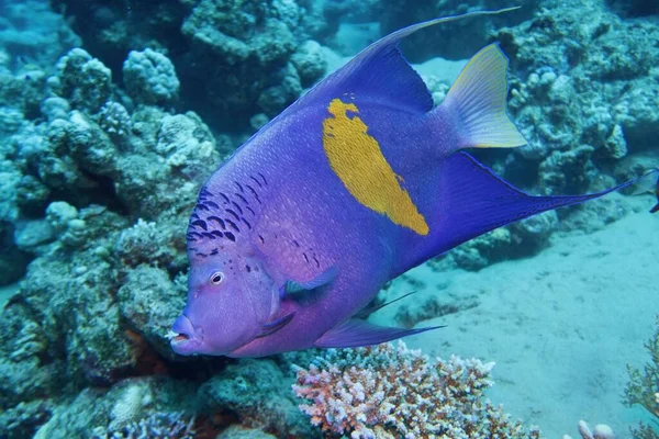 Vacker Undervattensscen Med Yellowbar Ängel Fisk Pomacanthus Maculosus — Stockfoto