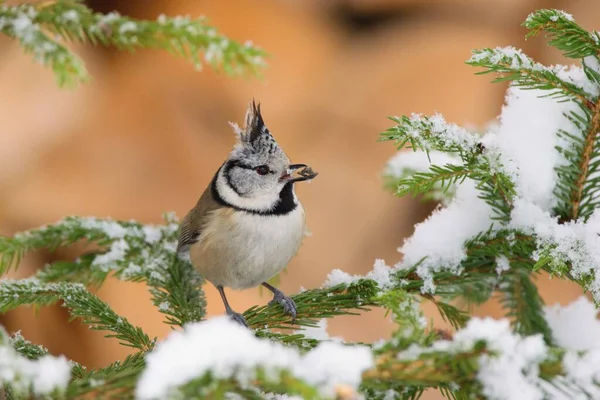 Beautiful Winter Scenery European Crested Tit Sitting Spruce Branch Lophophanes — Stockfoto