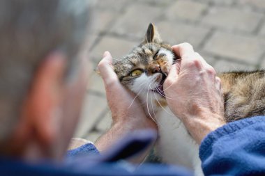 Saldırgan kedi adamı avucunun içine alıyor.