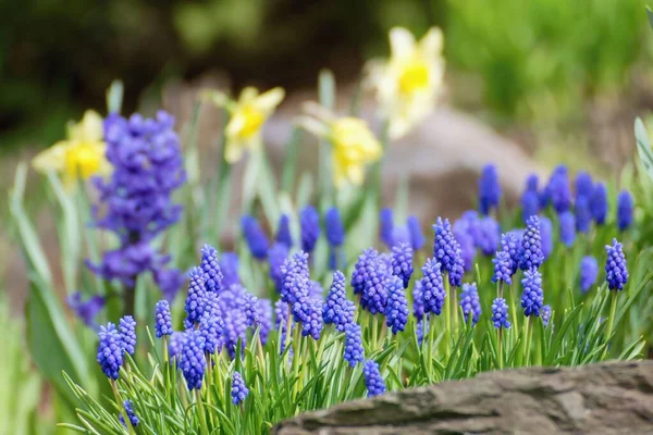 Fleurs Muscari Bleu Dans Jardin Printemps — Photo