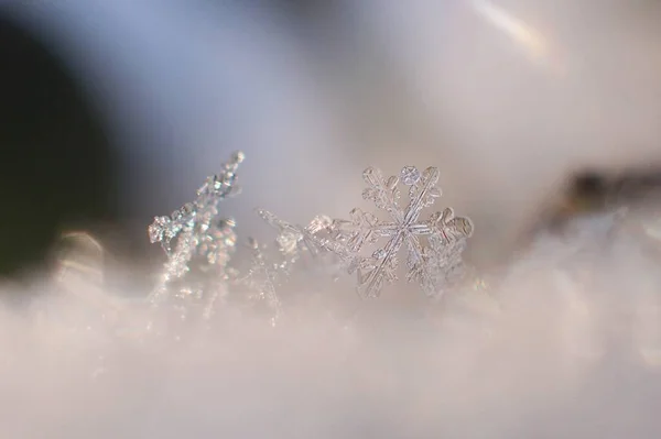 Hermoso Fondo Invierno Con Copo Nieve Cristalino —  Fotos de Stock