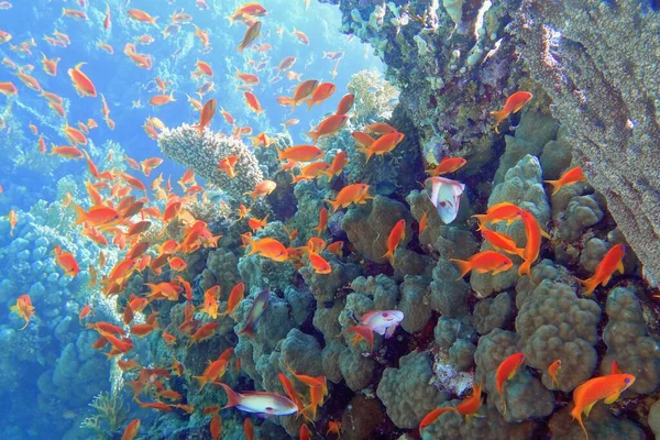 Hermoso Arrecife Coral Tropical Con Cardúmenes Peces Coral Rojo Anthias —  Fotos de Stock