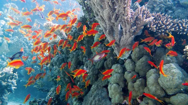 Krásný Tropický Korálový Útes Mělčinou Nebo Červenými Korálovými Rybami Anthias — Stock fotografie