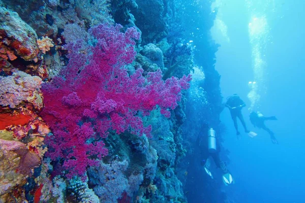 Красивый Тропический Коралловый Риф Фиолетовыми Мягкими Кораллами Водолазы Возле Подводной — стоковое фото
