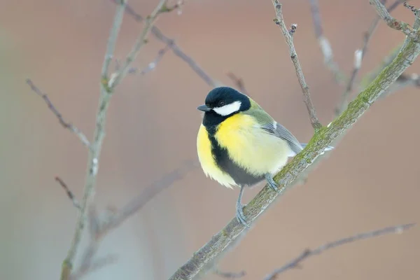 Marea Pasăre Țâțe Care Stă Ramură Parus Major — Fotografie, imagine de stoc