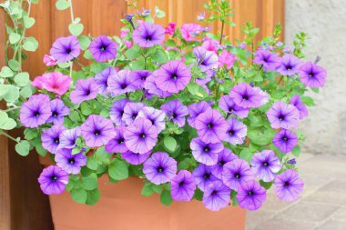 Petunya çeşitleri ve saksıdaki surfinya çiçekleri. 