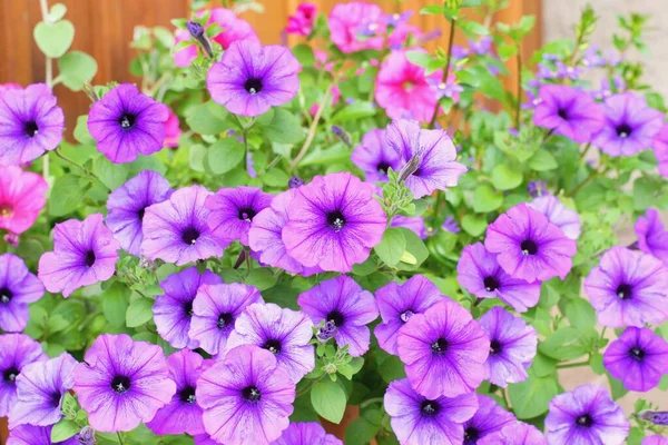 Sorter Petunia Och Surfinia Blommor Krukan — Stockfoto