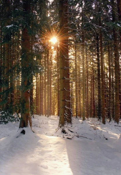 Bela Floresta Inverno Com Luz Solar Dentro Pôr Sol — Fotografia de Stock