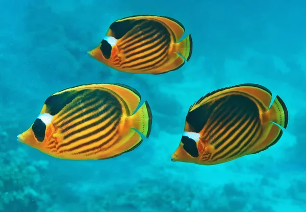 Drie Diagonale Vlinder Vissen Het Blauwe Zeewater Chaetodon Fasciatus Prachtige — Stockfoto