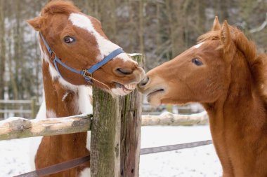 At sürüsü ilişkisi, dinamik, iletişim, hiyerarşi ve davranış.