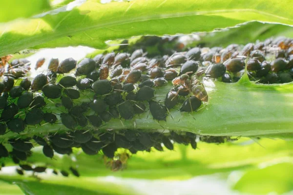 Bitki Biti Kolonisi Sebze Yaprağında Parazit Yapıyor — Stok fotoğraf