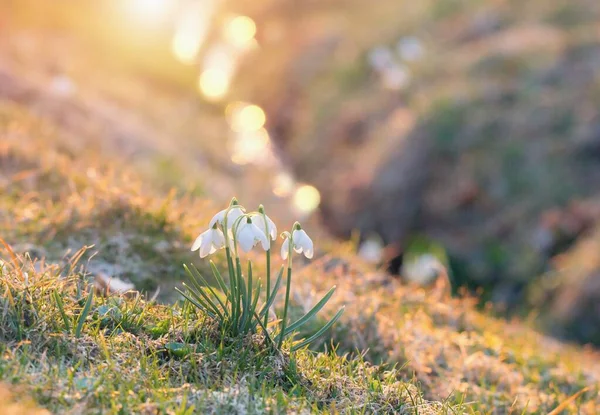 Arka Plandaki Derede Bahar Çiçekleri Kardamlaları — Stok fotoğraf