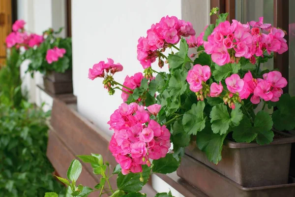 Reich Blühende Geranienblüten Den Fenstern — Stockfoto