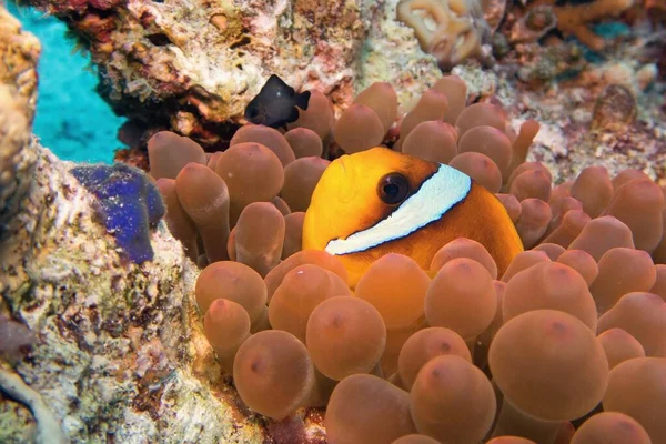 Clownfisk Amfiprion Bicinctus Tvåbandad Anemonefish Röda Havet — Stockfoto
