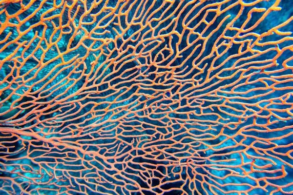 抽象的な背景 ピンク ファンまたはゴルゴニア サンゴのオーガニック テクスチャ アネラ モリス — ストック写真
