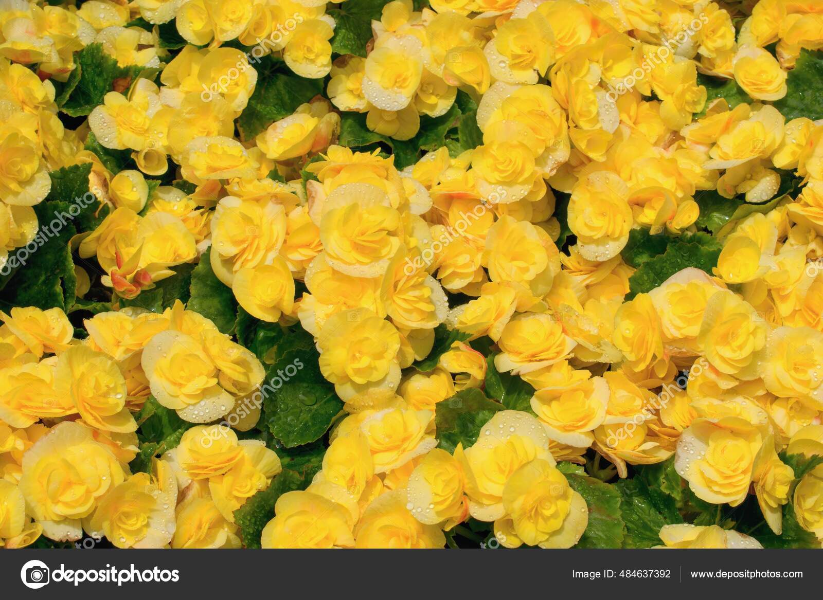 Begonia x hiemalis Stock Photos, Royalty Free Begonia x hiemalis Images |  Depositphotos