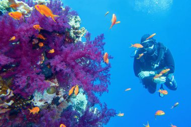 Mor yumuşak mercanlı güzel tropikal mercan resifi. Arka planda dalgıç.