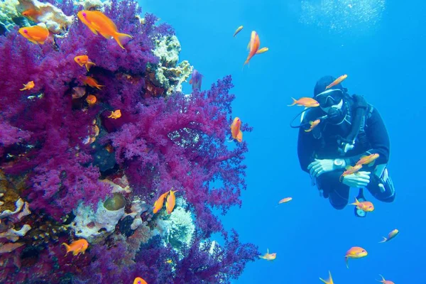 Красивый Тропический Коралловый Риф Фиолетовыми Мягкими Кораллами Дайвер Заднем Плане — стоковое фото