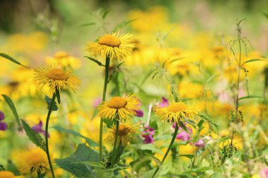 Güzel yaz kır çiçekleri - Yaz turpu veya leopar bitkisi (Ligularia dentata)