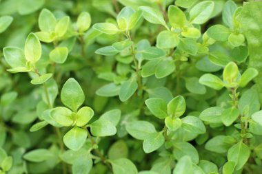 Bahçede yetişen taze yeşil timüs yaprakları.