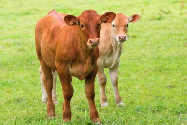 靠近牧场的两头小牛 Limousin品种 — 图库照片
