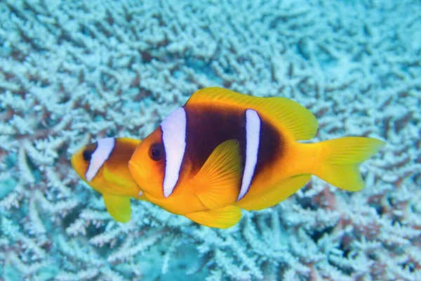 Peixe Palhaço Amphiprion Bicinctus Anemonefish Duas Bandas Mar Vermelho — Fotografia de Stock