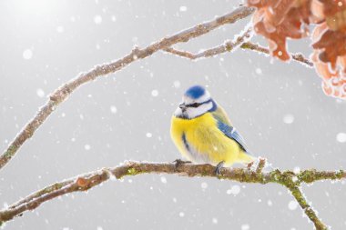 Winter scenery with blue tit bird sitting on the snowy branch(Cyanistes caeruleus)