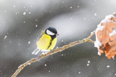 Winter garden scene with great tit sitting on the branch