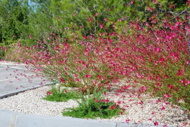 Pembe Gaura (Wandflower) veya Lindheimer Arı Çiçeği - Oenothera Lindheimeri