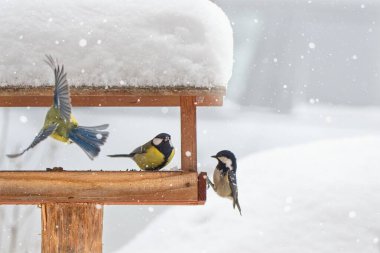 Beautiful winter scenery with tit birds feeding in the bird house 