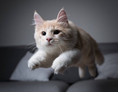 Kanepenin üzerinden atlayan şakacı kedi