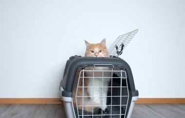 Kedi açık ulaşım kutusunun içinde