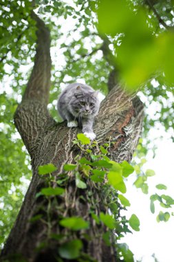 Maine Rakun Kedisi ağaçtan aşağı iniyor