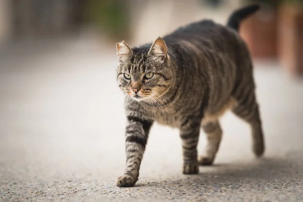 Streunende Katze läuft auf die Straße — Stockfoto