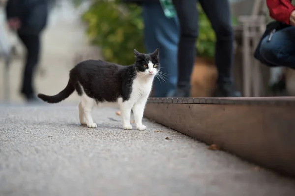 Streunende Katze auf der Straße mit einigen Menschen im Hintergrund — Stockfoto