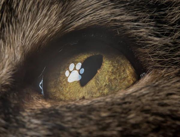 Кошачий глаз закрывает макроснимок силуэтом отпечатка лапы — стоковое фото