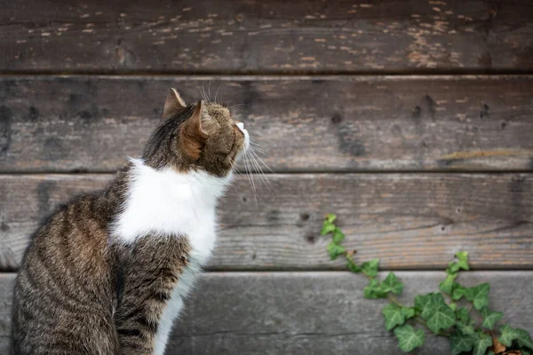 Gato olhando para parede de madeira ao ar livre — Fotografia de Stock