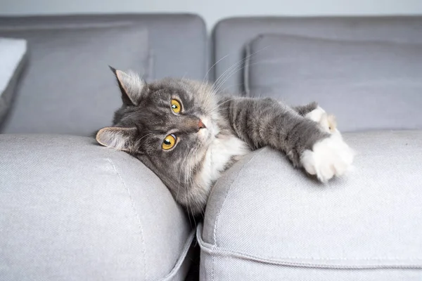 Bonito gato relaxante no confortável sofá — Fotografia de Stock