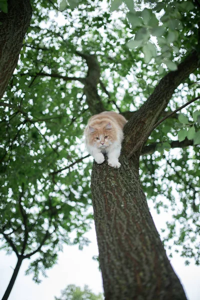 Γάτα που κατεβαίνει από ψηλό δέντρο — Φωτογραφία Αρχείου