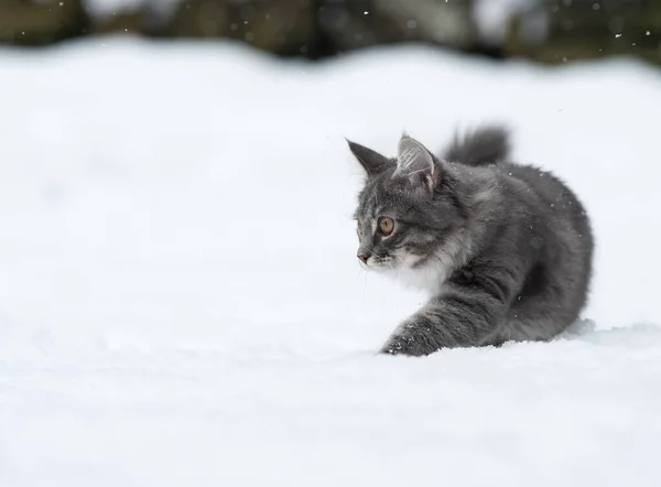 Langharige kat wandelen in diepe sneeuw — Stockfoto