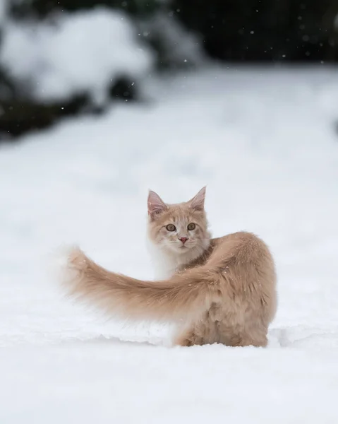 Kat staat in diepe sneeuw terugkijkend — Stockfoto