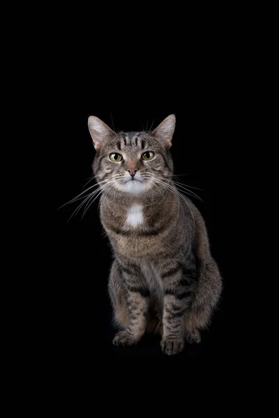Tabby binnenlandse kat studio schot op zwarte achtergrond — Stockfoto