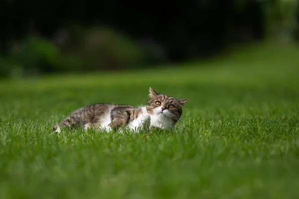 Šťastný kočka ležící na trávě venku — Stock fotografie