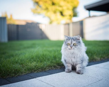 Arka bahçede İranlı uzun saçlı kedi