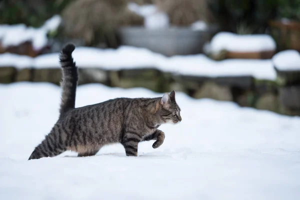 Tabby kat wandelen in diepe sneeuw — Stockfoto