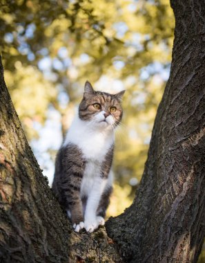 Açık havada ağaçta oturan tekir beyaz kedi