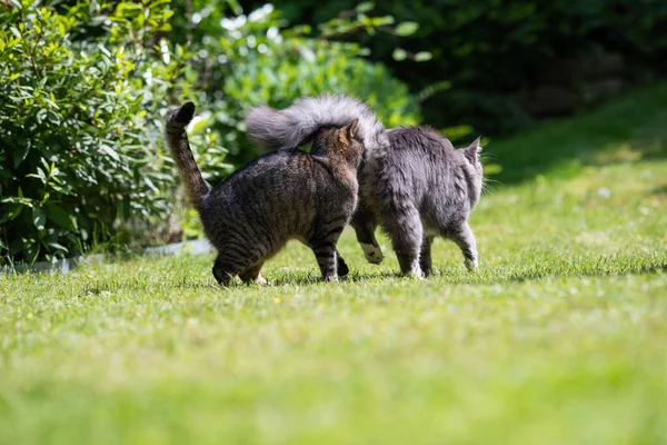 Cat smelling another cats butt — 스톡 사진